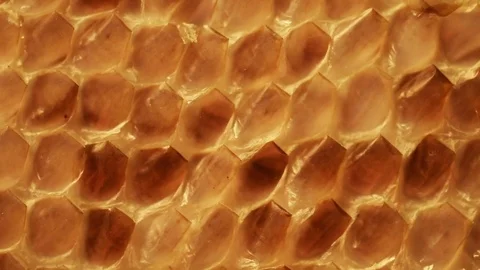 Snakeskin close up Stock Footage 73141998