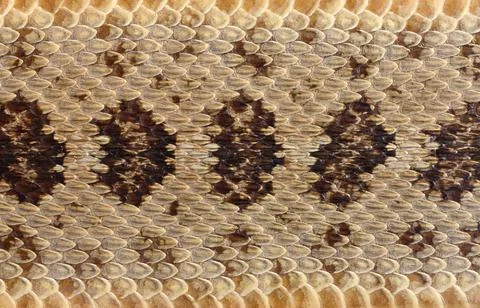 Snakeskin closeup Stock Photos