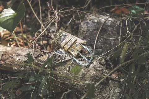 Snakeskin leather luxury python belt outdoors in the rainforest of Bali. Photos