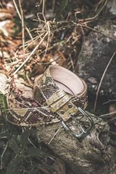 Snakeskin leather luxury python belt outdoors in the rainforest of Bali. 写真素材