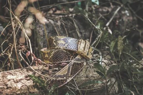 Snakeskin leather luxury python belt outdoors in the rainforest of Bali. Foto stock