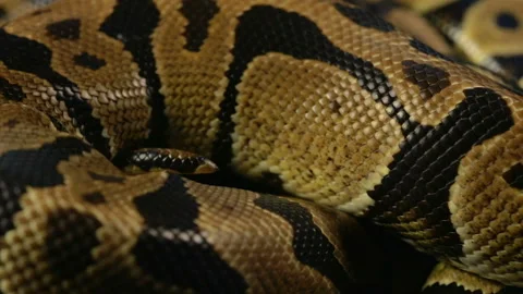 Snakeskin pattern of ball python Stock Footage 90339041