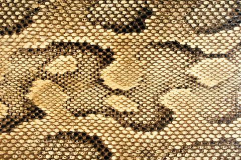Snakeskin Pattern 스톡 사진