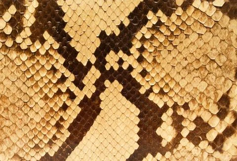 Snakeskin Pattern Foto stock