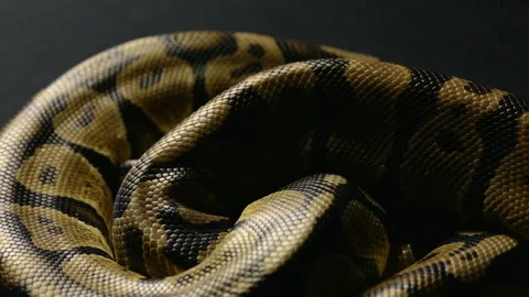 Snakeskin pattern of python in shadow Video stock 90339430