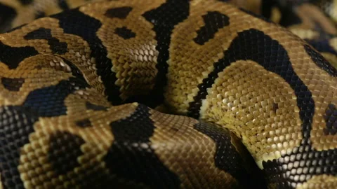 Snakeskin pattern of royal python Stock-Footage 88672373