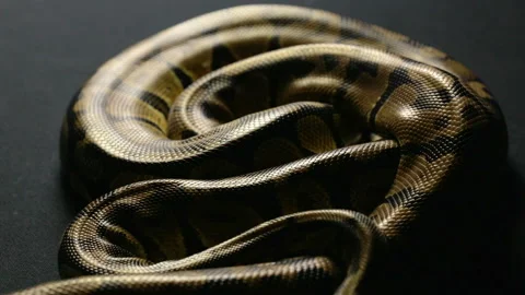 Snakeskin pattern of royal python in shadow Stock-Footage 88673527