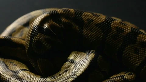 Snakeskin pattern in shadow Stock Footage 88673089