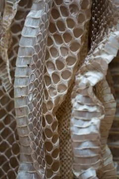 Snakeskin 스톡 사진