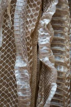 Snakeskin Foto stock