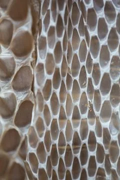 Snakeskin Foto stock