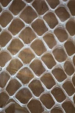 Snakeskin Stock Photos