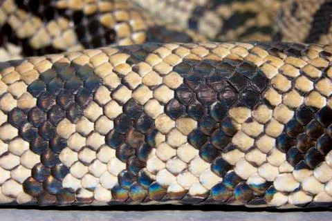 Snakeskin, python, python spilotes variegatus 写真素材