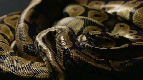 Snakeskin of royal python in shadow Stock-Footage 90339620