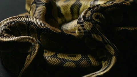 Snakeskin of two ball pythons in shadow Stock-Footage 90339801
