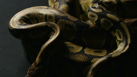 Snakeskin of two royal pythons in shadow Stock Footage 88674763