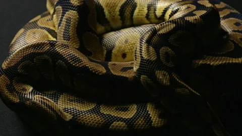 Snakeskin's pattern of ball python in shadow 스톡 동영상 88675612