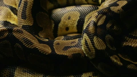 Snakeskin's pattern of python in shadow 스톡 동영상 88675809