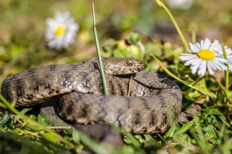 Snake,viper Stock Photos