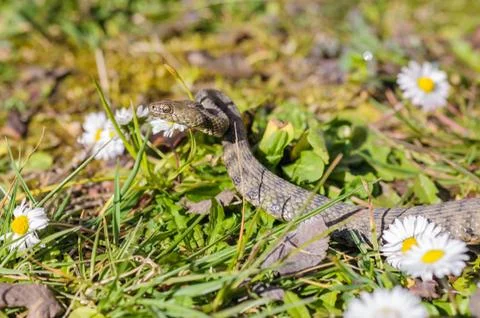 Snake,viper Foto stock