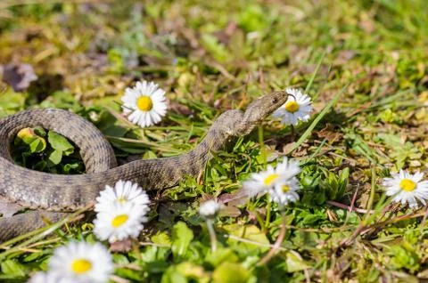 Snake,viper Stock Photos
