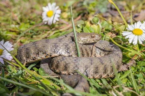 Snake,viper Stock-Fotos
