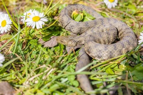 Snake,viper Stock Photos