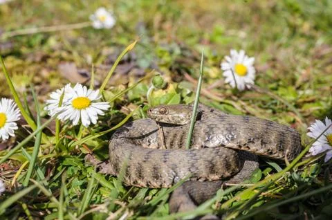Snake,viper Stock-Fotos