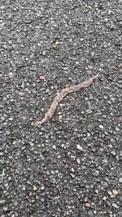 Snakeworm Gnat Larvae Wriggle Along Walking Trail, Whitney Point, New York, USA  Stock Footage 345991966