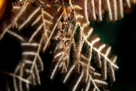 Snakey Bornella, Eel Bornella, Bornella anguilla is a species of sea slug, a  Stock Photos