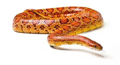 Snake.young boa constrictor on a white background Stock Photos