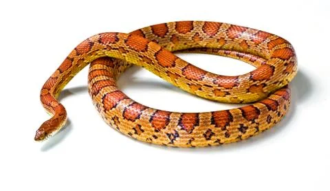Snake.young boa constrictor on a white background Stock Photos