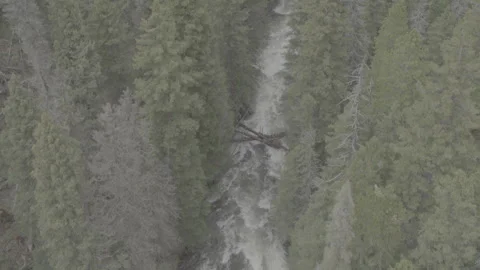 Snaking River Rapids Through Big Trees Montana Stockbeeldmateriaal 248729837
