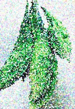 Snap of Bitter guard Stock Photos