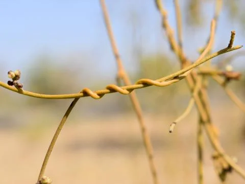 Snap of creeper bonded to each other Stock Photos