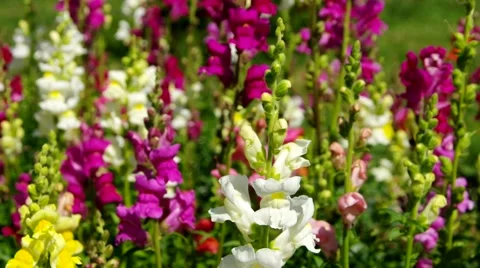 Snap Dragon flowers in the summer Stock Footage 48528091