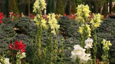 Snap dragons Stock Footage 10861126