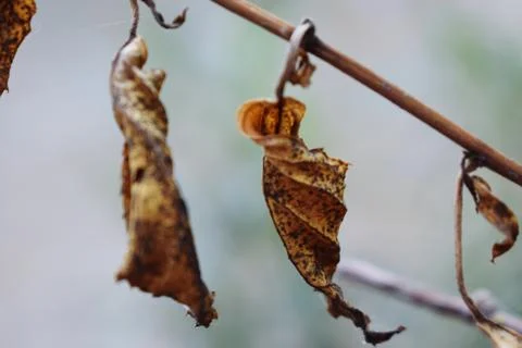 Snap of Dry Leaves Stock Photos