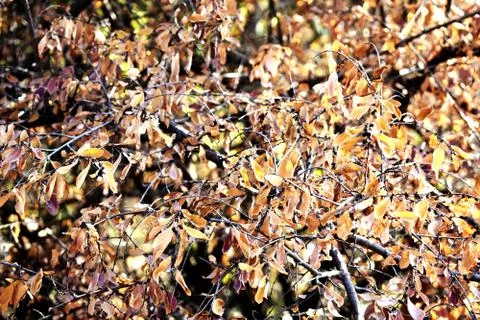Snap of Dry Leaves Stock Photos