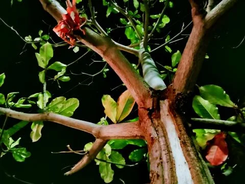 Snap of green tree Stock Photos