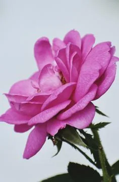Snap of a pink Rose Stock Photos