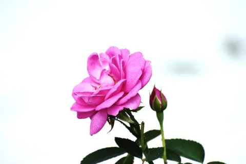 Snap of a pink Rose Stock Photos