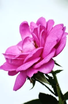 Snap of a pink Rose Stock Photos