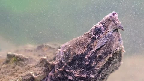 Snap turtle close-up. Stock Footage 263645735