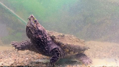 Snap turtle close-up. Stock Footage 263645810