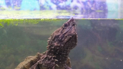 Snap turtle close-up. Stock Footage 263646008
