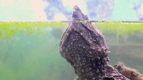 Snap turtle close-up. Stock Footage 263646607