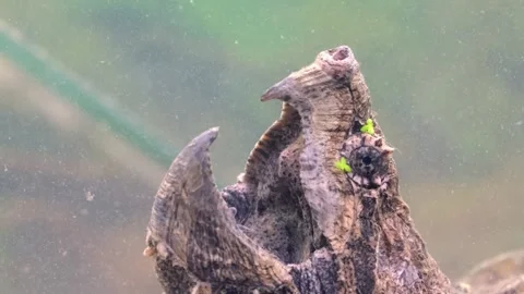 Snap turtle close-up. Stock Footage 263647523