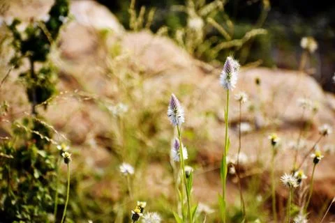 Snap of white flowers Stock Photos