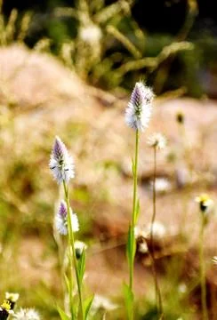 Snap of white flowers Stock Photos
